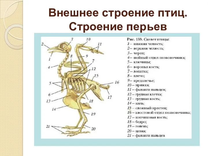 Внешнее строение птиц. Строение перьев