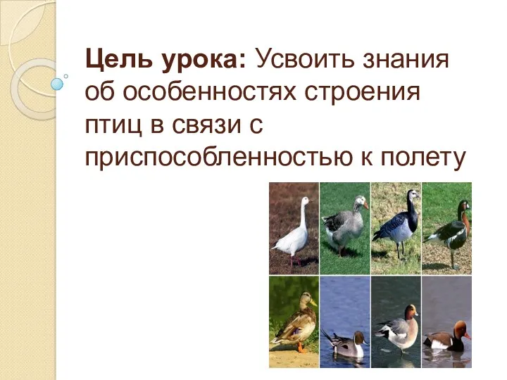 Цель урока: Усвоить знания об особенностях строения птиц в связи с приспособленностью к полету