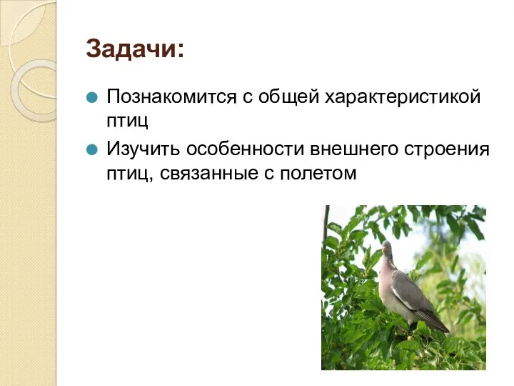Задачи: Познакомится с общей характеристикой птиц Изучить особенности внешнего строения птиц, связанные с полетом