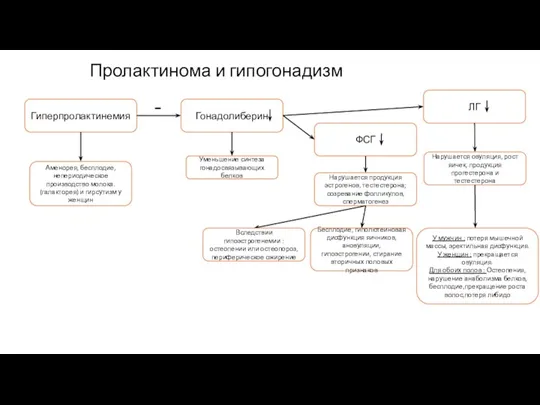 Пролактинома и гипогонадизм Гиперпролактинемия Гонадолиберин - ЛГ ФСГ Нарушается продукция