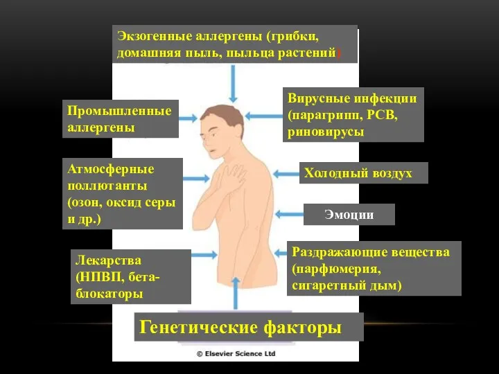 Экзогенные аллергены (грибки, домашняя пыль, пыльца растений) Промышленные аллергены Вирусные