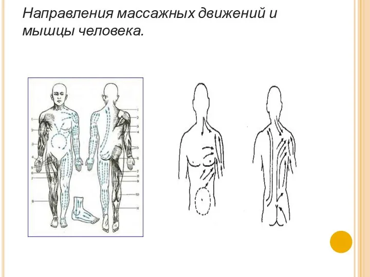 Направления массажных движений и мышцы человека.