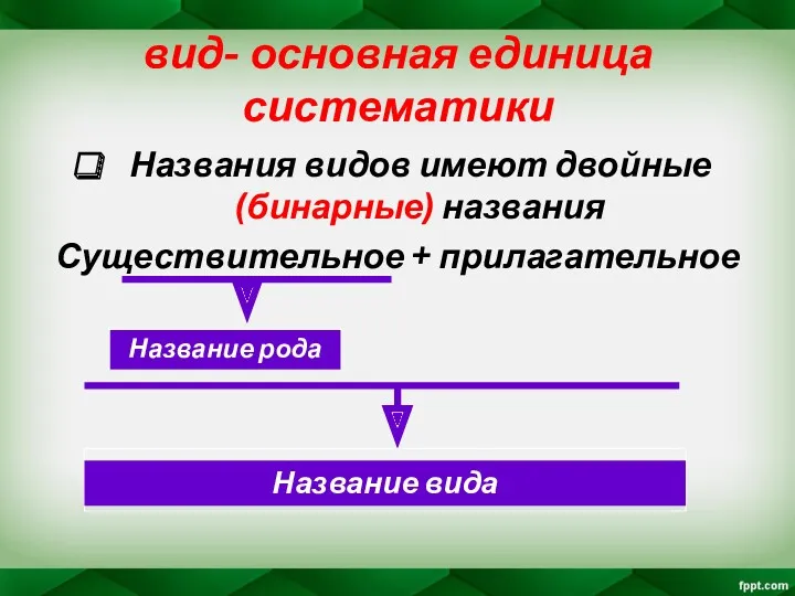 вид- основная единица систематики Названия видов имеют двойные (бинарные) названия