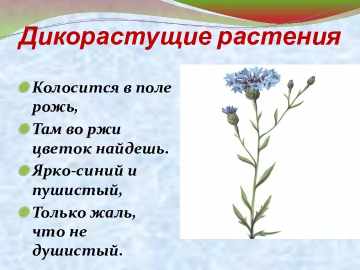 Дикорастущие растения Колосится в поле рожь, Там во ржи цветок