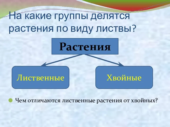 На какие группы делятся растения по виду листвы? Чем отличаются