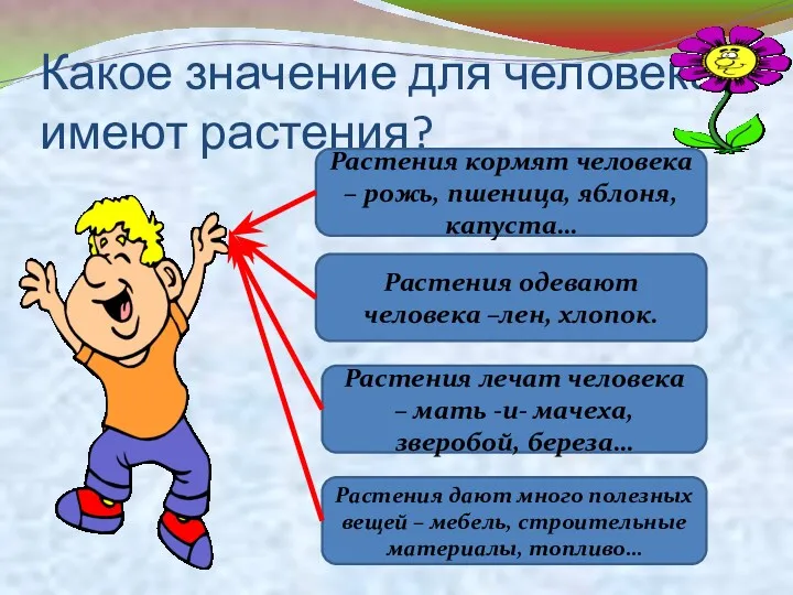 Какое значение для человека имеют растения? Растения кормят человека –