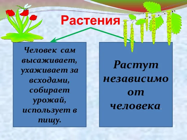 Растения Человек сам высаживает, ухаживает за всходами, собирает урожай, использует в пищу. Растут независимо от человека.