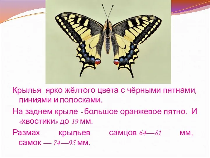 Крылья ярко-жёлтого цвета с чёрными пятнами, линиями и полосками. На