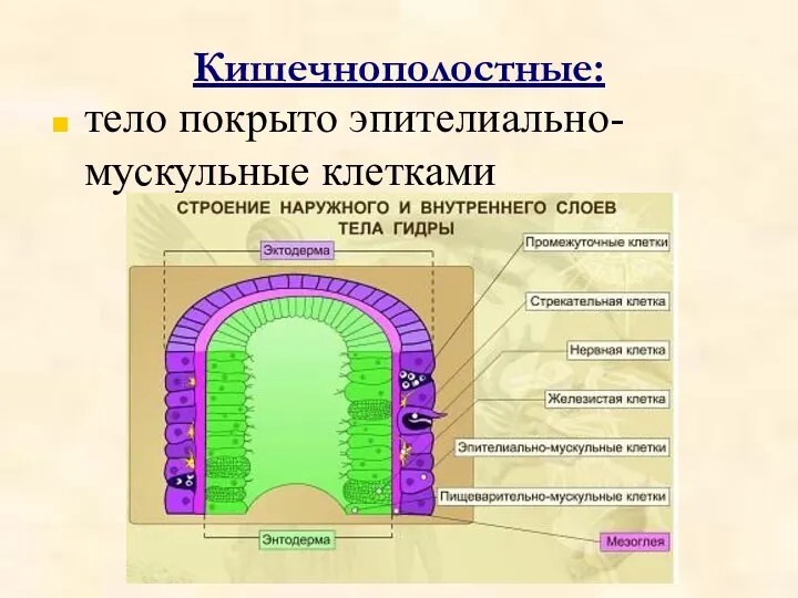 Кишечнополостные: тело покрыто эпителиально-мускульные клетками