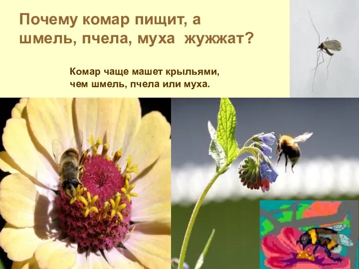 Почему комар пищит, а шмель, пчела, муха жужжат? Комар чаще