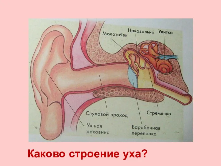 Каково строение уха?