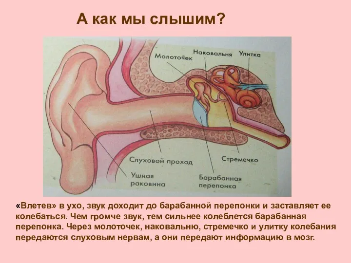 А как мы слышим? «Влетев» в ухо, звук доходит до