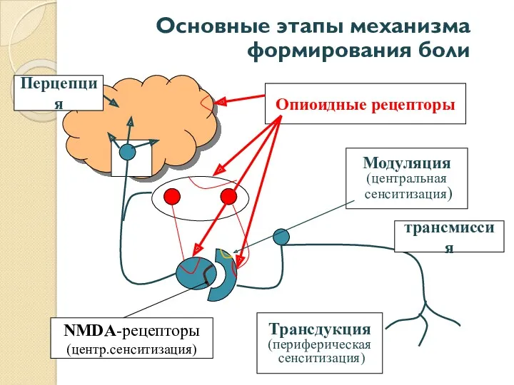 Основные этапы механизма формирования боли Опиоидные рецепторы NMDA-рецепторы (центр.сенситизация) Трансдукция