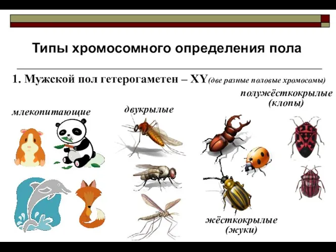 Типы хромосомного определения пола 1. Мужской пол гетерогаметен – ХY(две