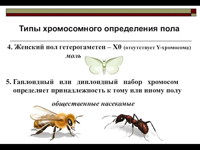 Типы хромосомного определения пола 5. Гаплоидный или диплоидный набор хромосом