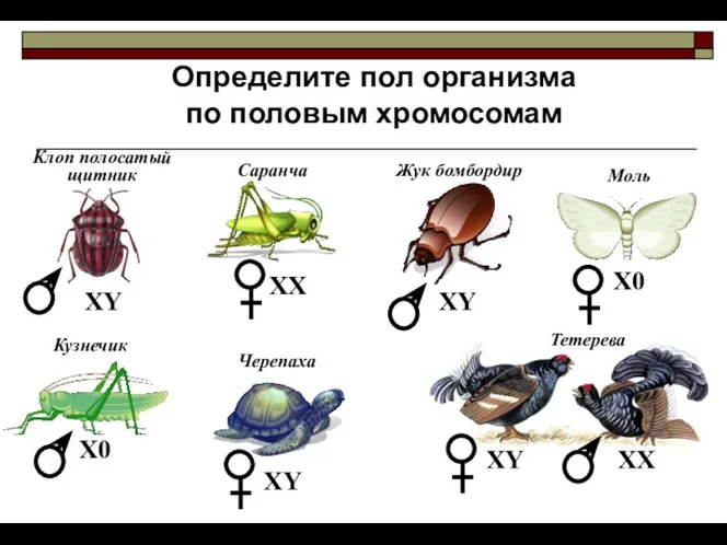 Определите пол организма по половым хромосомам