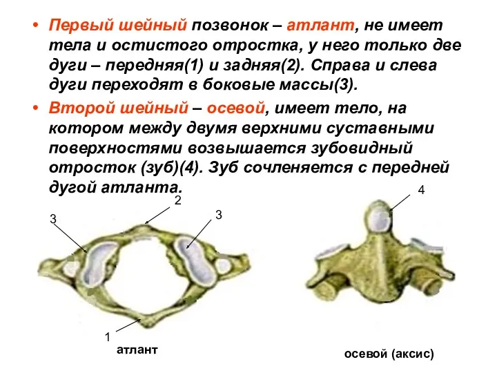 Первый шейный позвонок – атлант, не имеет тела и остистого