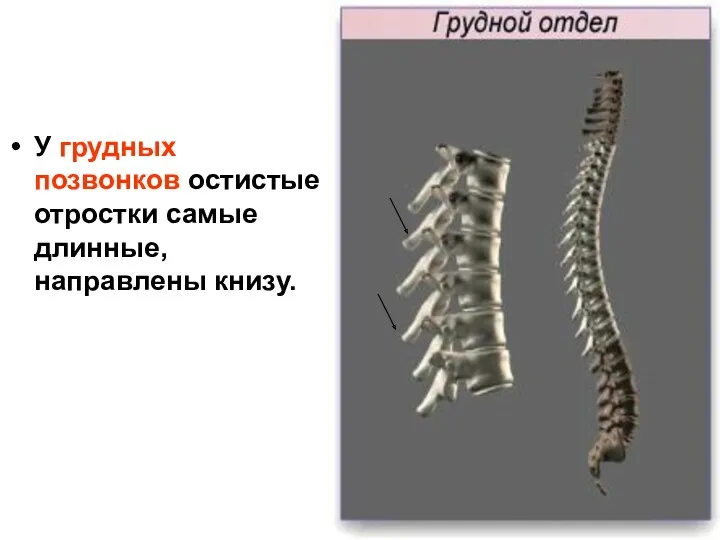 У грудных позвонков остистые отростки самые длинные, направлены книзу.