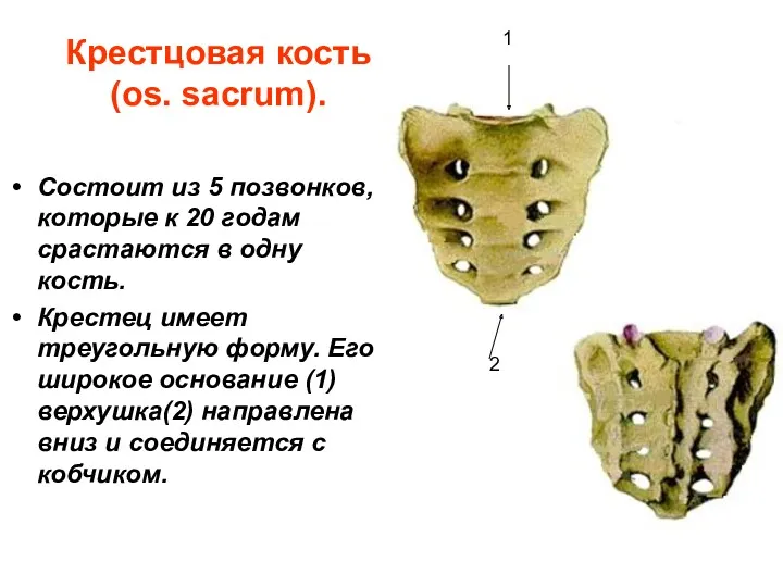 Крестцовая кость (os. sacrum). Состоит из 5 позвонков, которые к