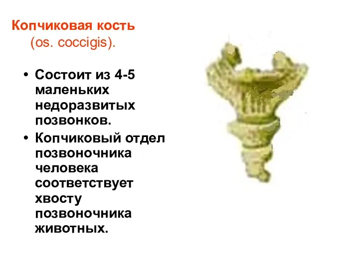 Копчиковая кость (os. coccigis). Состоит из 4-5 маленьких недоразвитых позвонков.