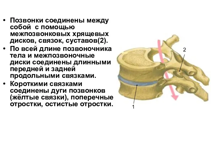 Позвонки соединены между собой с помощью межпозвонковых хрящевых дисков, связок,