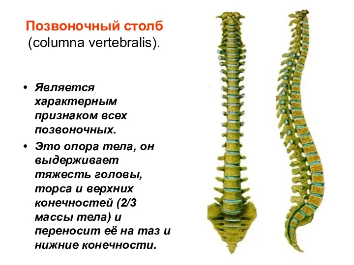 Позвоночный столб (columna vertebralis). Является характерным признаком всех позвоночных. Это