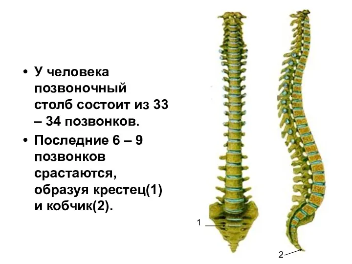 У человека позвоночный столб состоит из 33 – 34 позвонков.