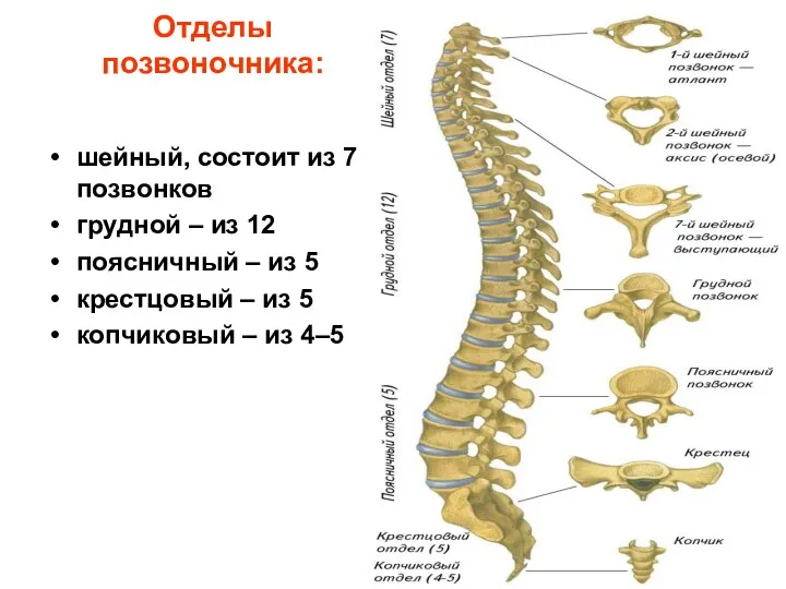 Отделы позвоночника: шейный, состоит из 7 позвонков грудной – из