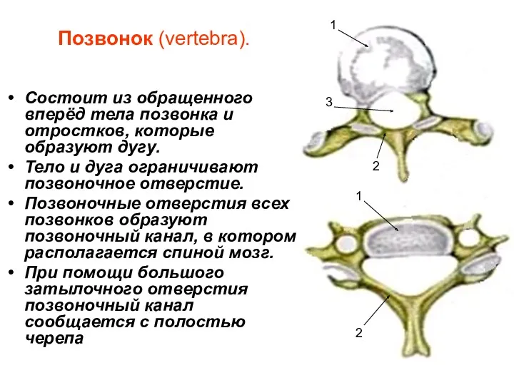 Позвонок (vertebra). Состоит из обращенного вперёд тела позвонка и отростков,