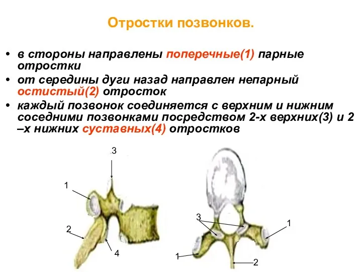 Отростки позвонков. в стороны направлены поперечные(1) парные отростки от середины