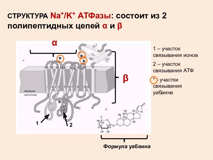 СТРУКТУРА Na+/K+ АТФазы: состоит из 2 полипептидных цепей α и β 1 –