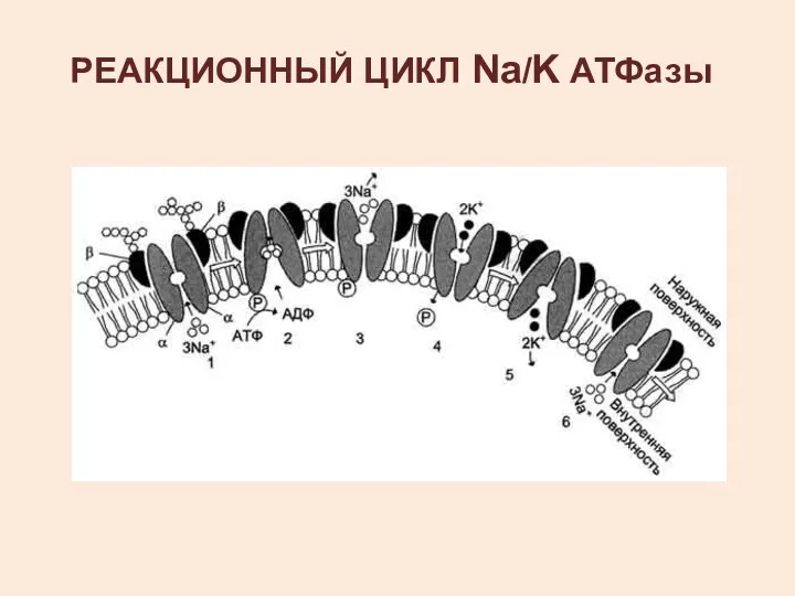 РЕАКЦИОННЫЙ ЦИКЛ Na/K АТФазы