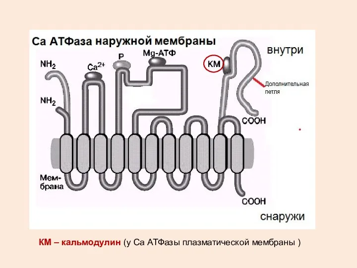 КМ – кальмодулин (у Са АТФазы плазматической мембраны )