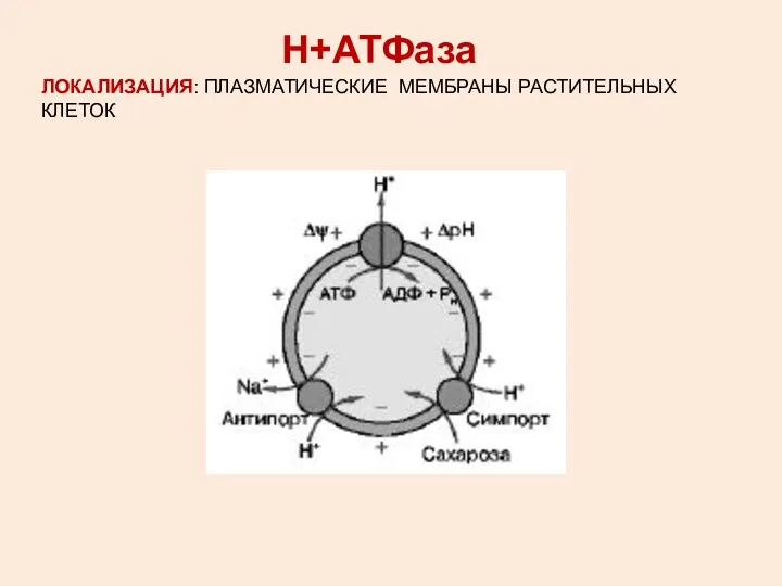 ЛОКАЛИЗАЦИЯ: ПЛАЗМАТИЧЕСКИЕ МЕМБРАНЫ РАСТИТЕЛЬНЫХ КЛЕТОК Н+АТФаза