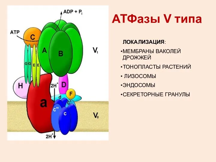 АТФазы V типа ЛОКАЛИЗАЦИЯ: МЕМБРАНЫ ВАКОЛЕЙ ДРОЖЖЕЙ ТОНОПЛАСТЫ РАСТЕНИЙ ЛИЗОСОМЫ ЭНДОСОМЫ СЕКРЕТОРНЫЕ ГРАНУЛЫ