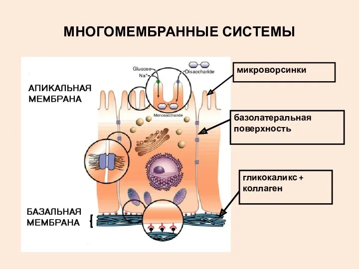 МНОГОМЕМБРАННЫЕ СИСТЕМЫ гликокаликс + коллаген микроворсинки базолатеральная поверхность