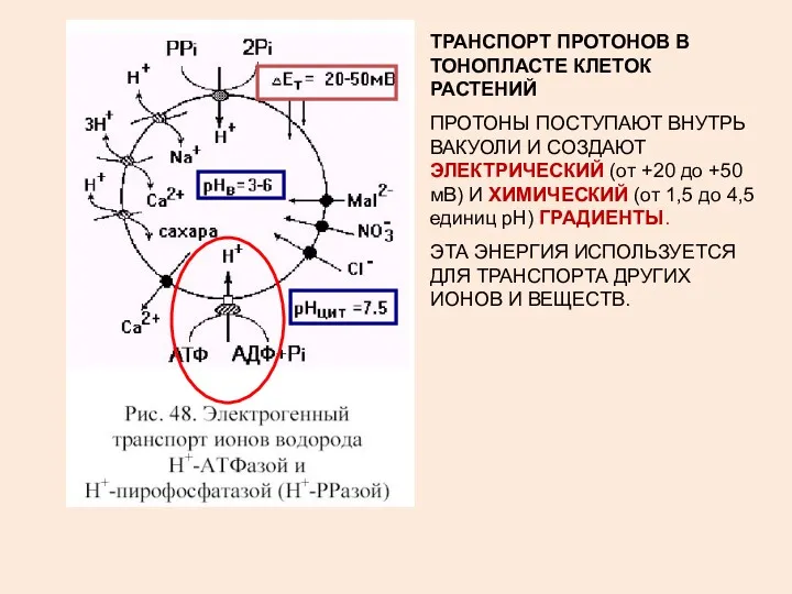 ТРАНСПОРТ ПРОТОНОВ В ТОНОПЛАСТЕ КЛЕТОК РАСТЕНИЙ ПРОТОНЫ ПОСТУПАЮТ ВНУТРЬ ВАКУОЛИ И СОЗДАЮТ ЭЛЕКТРИЧЕСКИЙ