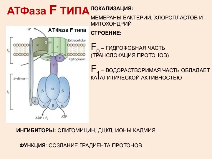 АТФаза F ТИПА ЛОКАЛИЗАЦИЯ: МЕМБРАНЫ БАКТЕРИЙ, ХЛОРОПЛАСТОВ И МИТОХОНДРИЙ СТРОЕНИЕ: F0 – ГИДРОФОБНАЯ