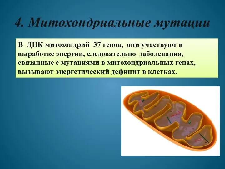 В ДНК митохондрий 37 генов, они участвуют в выработке энергии,