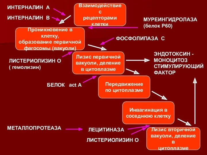 Проникновение в клетку, образование первичной фагосомы (вакуоли) Взаимодействие с рецепторами