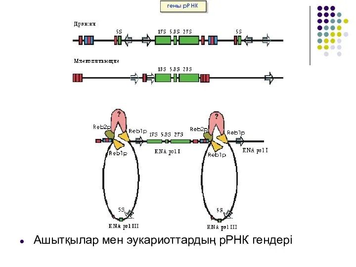 Ашытқылар мен эукариоттардың рРНК гендері