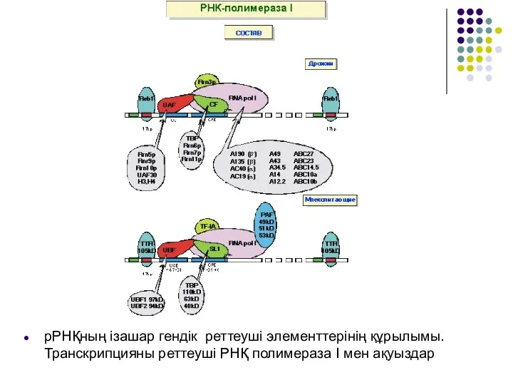 рРНҚның ізашар гендік реттеуші элементтерінің құрылымы. Транскрипцияны реттеуші РНҚ полимераза І мен ақуыздар