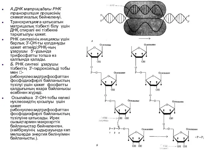 А.ДНК матрицадағы РНК транскрипция процесінің схематикалық бейнеленуі. Транскрипцияға қатысатын матрицалық