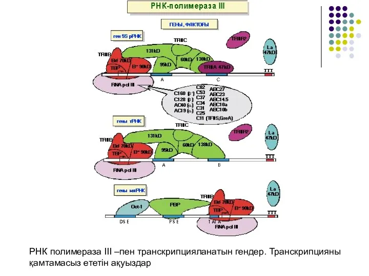 РНК полимераза III –пен транскрипцияланатын гендер. Транскрипцияны қамтамасыз ететін ақуыздар