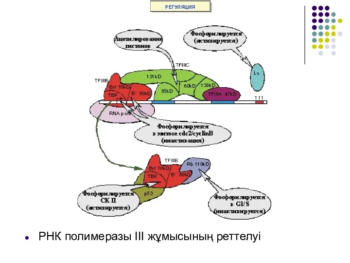 РНК полимеразы III жұмысының реттелуі