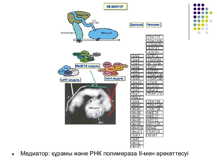 Медиатор: құрамы және РНК полимераза ІІ-мен әрекеттесуі