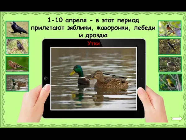 Утки 1-10 апреля - в этот период прилетают зяблики, жаворонки, лебеди и дрозды