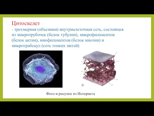 Цитоскелет - трехмерная (объемная) внутриклеточная сеть, состоящая из микротрубочек (белок тубулин), микрофиламентов (белок