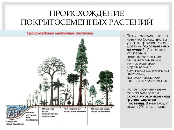 ПРОИСХОЖДЕНИЕ ПОКРЫТОСЕМЕННЫХ РАСТЕНИЙ Покрытосеменные, по мнению большинства ученых, произошли от