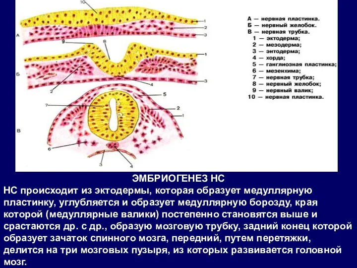 ЭМБРИОГЕНЕЗ НС НС происходит из эктодермы, которая образует медуллярную пластинку,